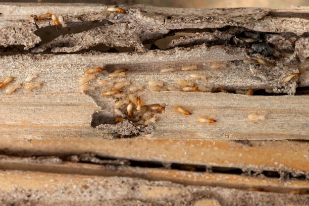 Best Affordable Pest Control Services  in Granger, TX