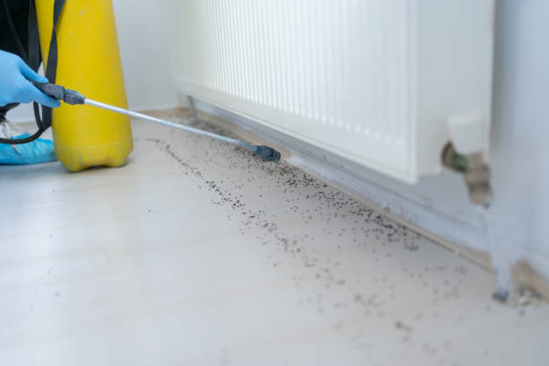 Best Flea Control Services  in Granger, TX